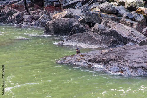 Photograph of a baby seal sitting on a rock in Milford Sound in Fiordland National Park on the South Island of New Zealand