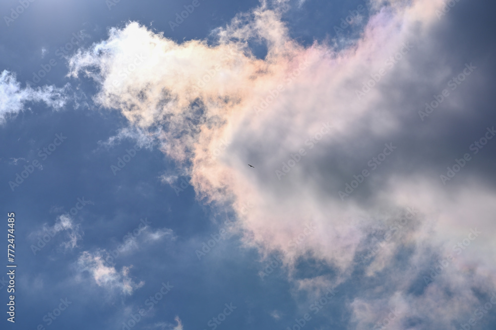 Fototapeta premium Clouds in the sunlight with a blue sky