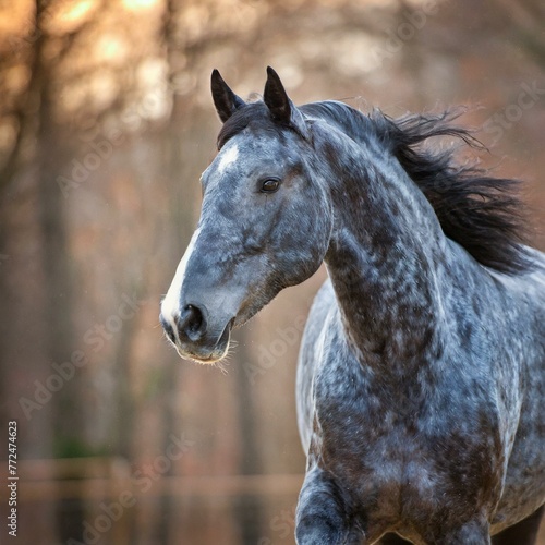 Blue Roan Mare