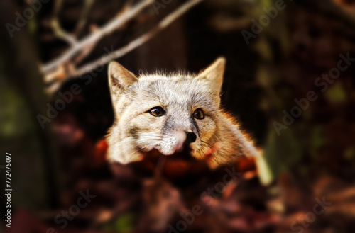 Adorable little corsac fox in the middle of forest. Vulpes corsac. 