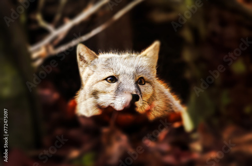 Adorable little corsac fox in the middle of forest. Vulpes corsac.	
