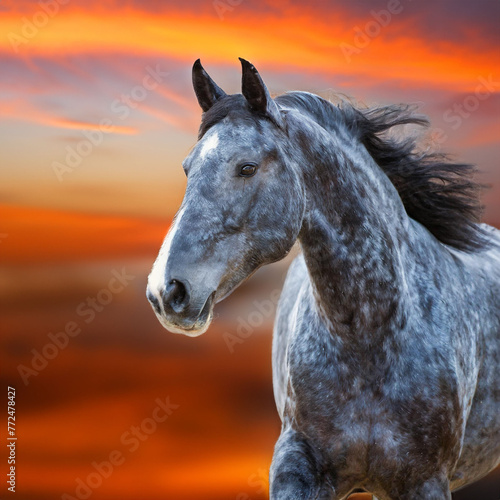 Blue Roan Mare At Twilight photo