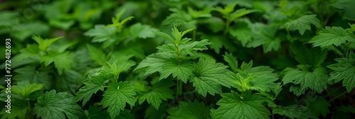 Vivid green nettle plants thriving in abundance, with their leaves filling the frame in a lush, natural carpet.