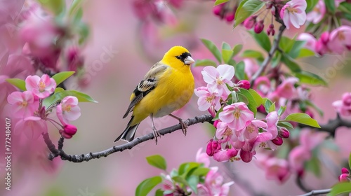 bird on a crabapple branch with flowers all around it.