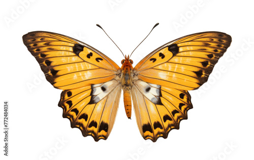 A stunning yellow butterfly gracefully showcases its intricate black-spotted wings © FMSTUDIO