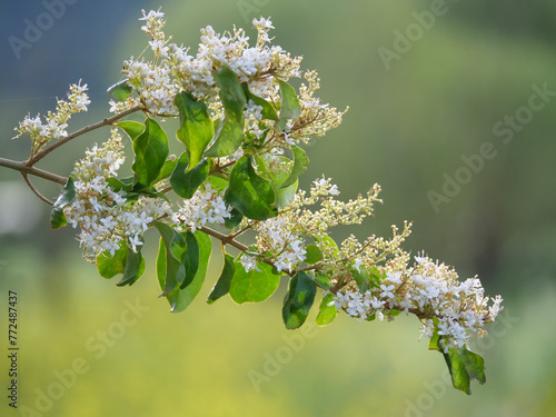 details of flowering tree branch with blurred background