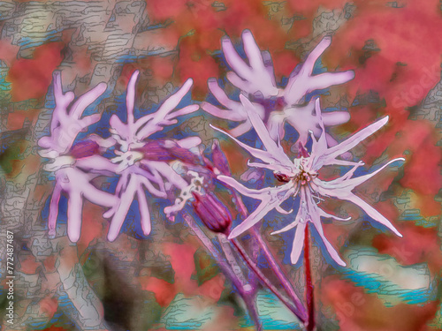 wild flower in pink tones, with a blurred background