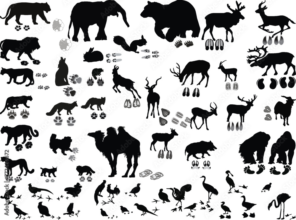 animals and its tracks set isolated on white backgound