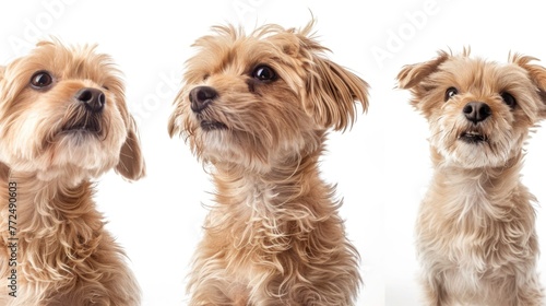 Three dogs sitting together. Suitable for pet-related projects