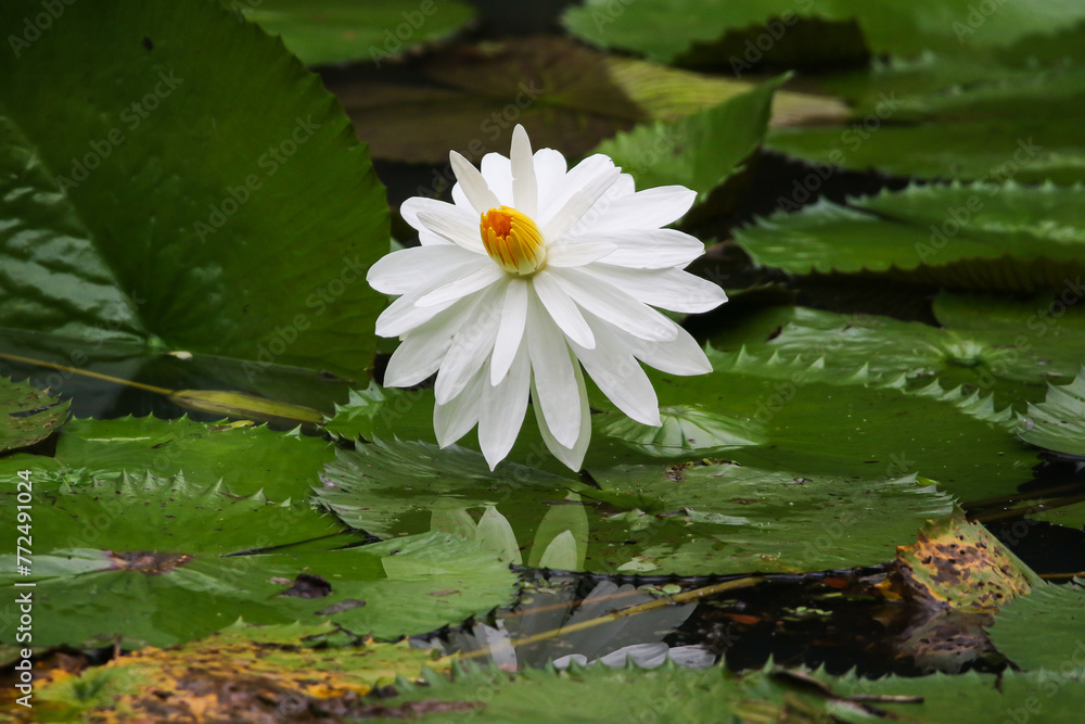 Close up view of couple of white waterlily in bloom floating on the lake Close up view of couple of white waterlily in bloom floating on the lake