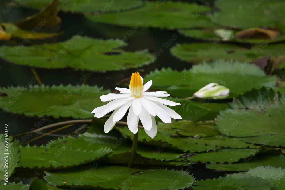 Close up view of couple of white waterlily in bloom floating on the lake Close up view of couple of white waterlily in bloom floating on the lake