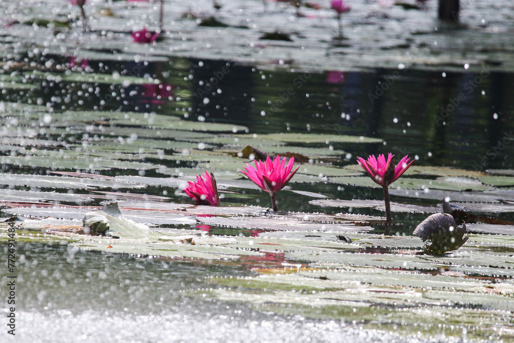 Close up view of couple of pink waterlily in bloom floating on the lake Close up view of couple of pink waterlily in bloom floating on the lake