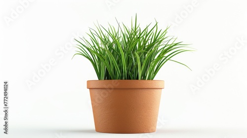 A potted plant with green grass on a white surface. Suitable for interior design projects