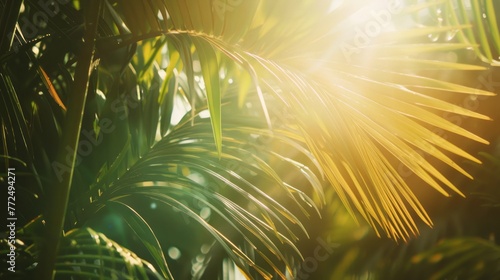 Sunlight Filtering Through Palm Tree Leaves