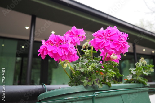 Magenta pink zonal geraniums in design. Pelargonium peltatum is species of pelargonium known by common names Pelargonium grandiflorum. Cranesbill or crane's-bill. Floriculture and horticulture