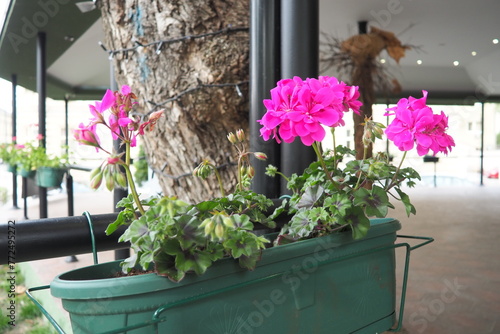 Magenta pink zonal geraniums in design. Pelargonium peltatum is species of pelargonium known by common names Pelargonium grandiflorum. Cranesbill or crane's-bill. Floriculture and horticulture photo