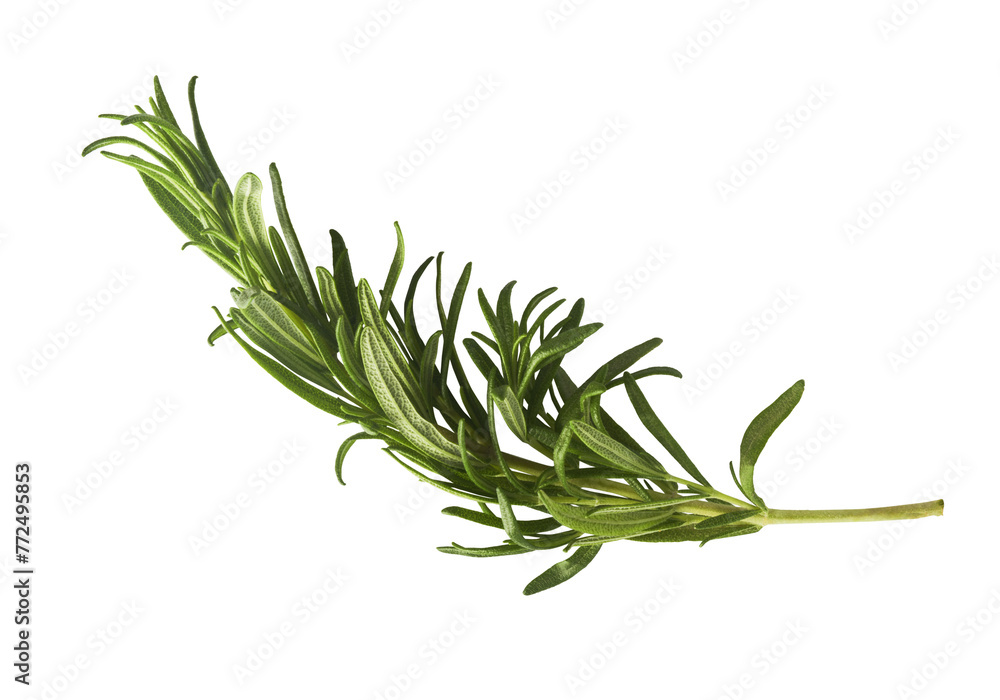 Fresh green rosemary herb isolates on white background