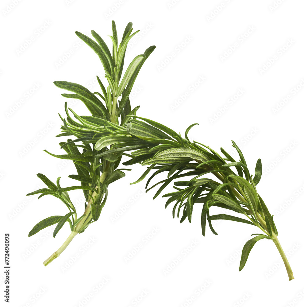 Fresh green rosemary herb falling in the air isolates on white background Fresh green rosemary herb falling in the air isolates on white background