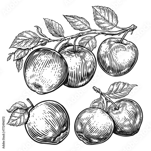 Hand drawn apples set. Fruits sketch. Black and white illustration