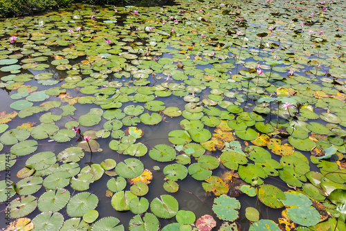 pink and white waterlily in blomm floating on the lake