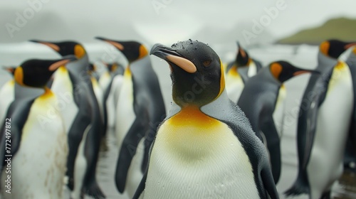 A group of penguins standing together. Perfect for wildlife and nature concepts