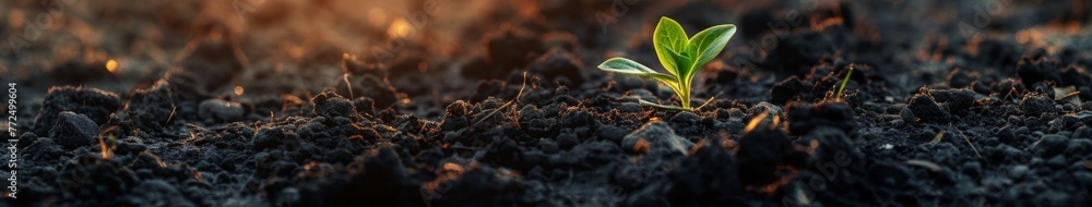 Small Green Plant Sprouting From Ground Small Green Plant Sprouting From Ground