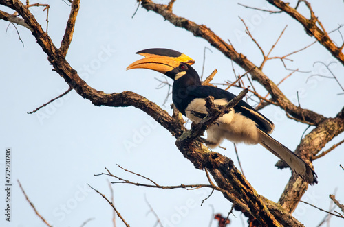 Malabar pied hornbill or Anthracoceros coronatus observed in Dandeli in Karntaka