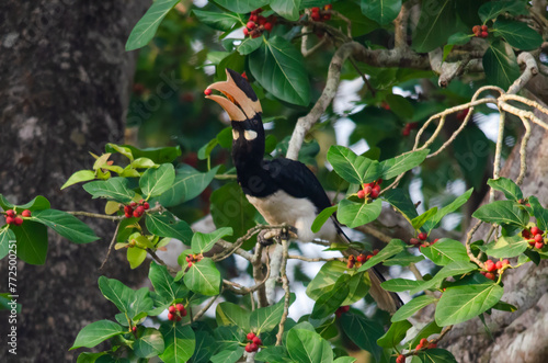 Malabar pied hornbill or Anthracoceros coronatus observed in Dandeli in Karntaka photo