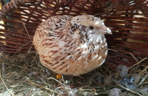 Lovely quails in a basket