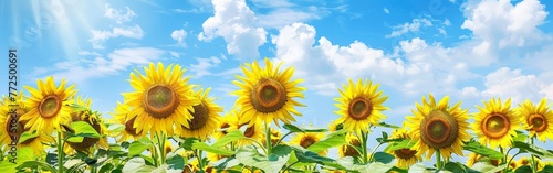 Field of Sunflowers Under Blue Sky