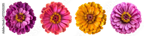 Collection of various zinnia single flower top view and cutout with isolated on white or transparent background