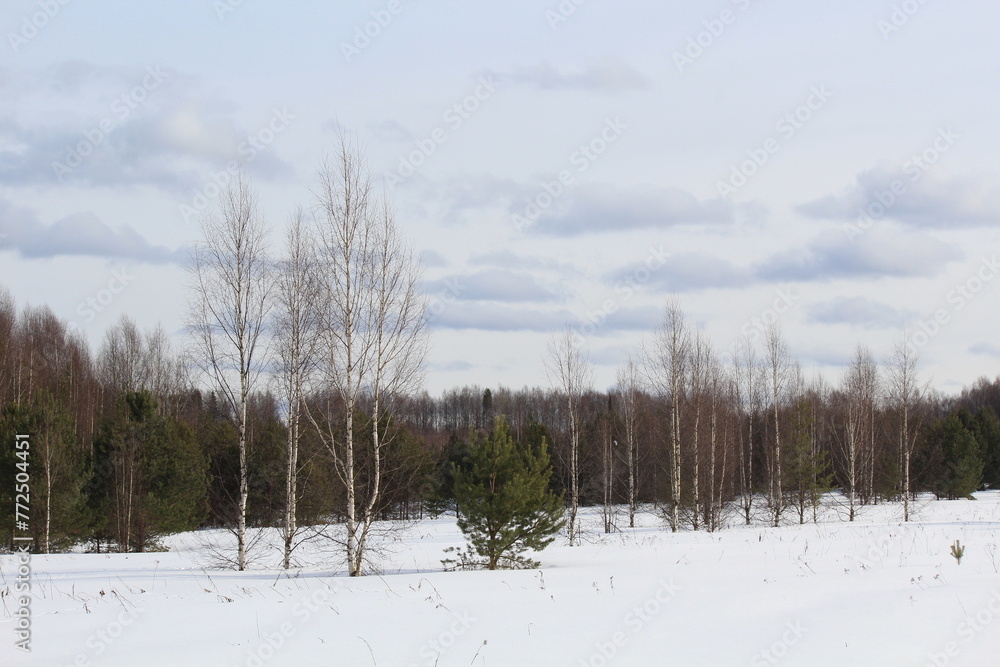 forest in winter forest in winter