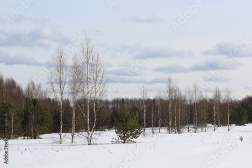 Wallpaper Mural forest in winter Torontodigital.ca