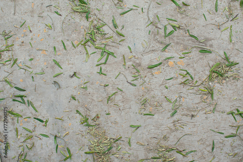 Textura del suelo de cemento con hojas caidas  photo