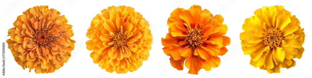 custom made wallpaper toronto digitalCollection of various african marigold single flower top view and cutout with isolated on white or transparent background
