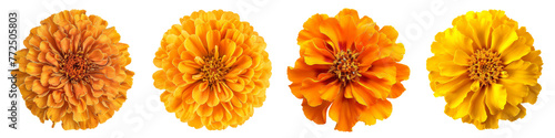 Collection of various african marigold single flower top view and cutout with isolated on white or transparent background