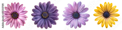 Collection of various african daisy single flower top view and cutout with isolated on white or transparent background