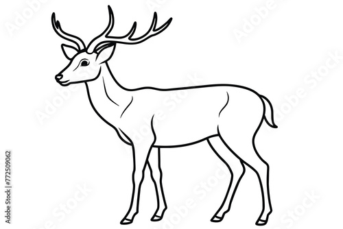 tailed buck or deer line art vector illustration