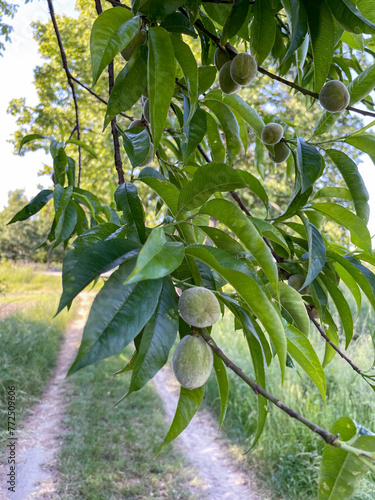 Unreife, grüne Pfirisch Früchte hängen am Baum