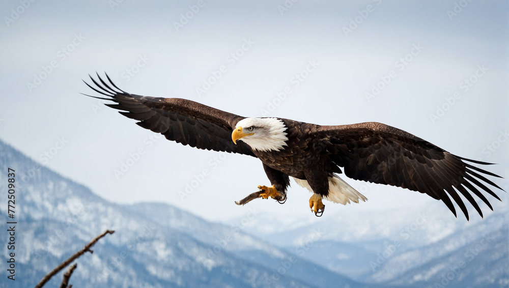 Bald Eagle Bald Eagle
