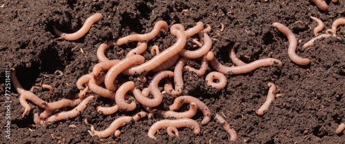 worms in the ground, earth gardening