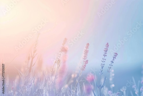 Lavender flowers in the field at sunset. Nature background.