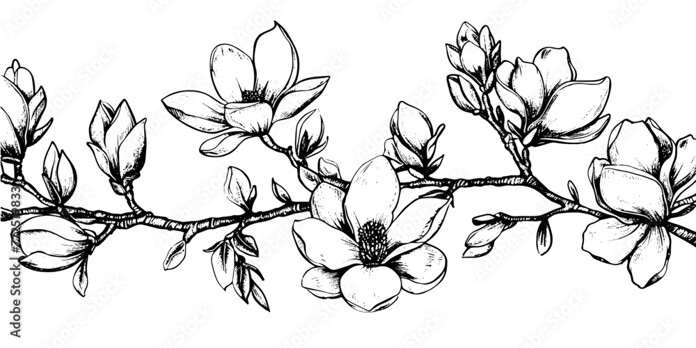 Spring Magnolia Sketch: A vintage floral vector branch featuring hand-drawn magnolia and blossoms. Ideal for wedding decorations and botanical art