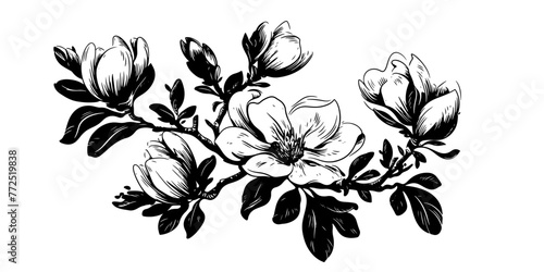 Fototapeta Naklejka Na Ścianę i Meble -  Magnolia Floral Vector Outline: Vintage design featuring hand-drawn sketches in black and white. Perfect for spring-themed decorations, wedding invites, and botanical illustrations
