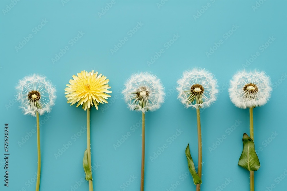 Obraz premium dandelions in a row on a pastel blue background