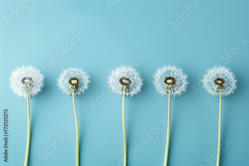 dandelions in a row on a pastel blue background
