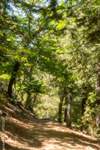 A path in the woods with dreamy green trees and light filtering