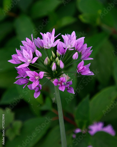 Closeup of the lilac-pink flowers of the flowering garden bulb Allium Eros.