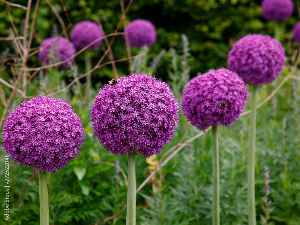 Obraz premium Closeup of purple flowers of flowering garden bulbs Allium.