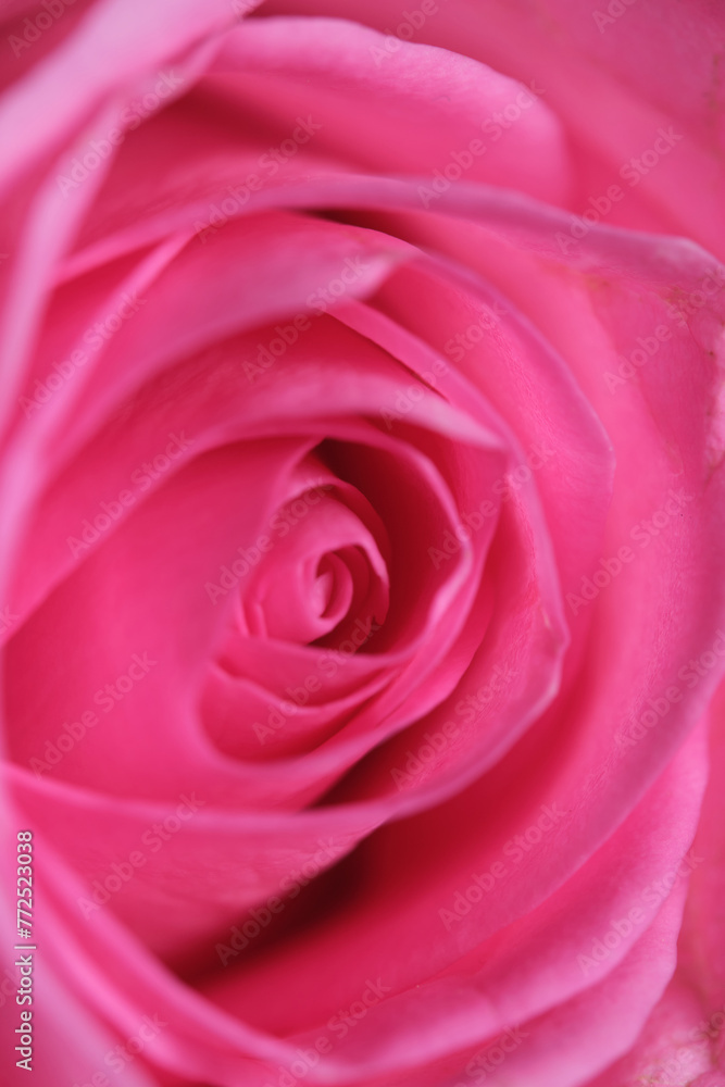 Closeup of rose petals, pink in color. Closeup of rose petals, pink in color.
